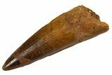Fossil Spinosaurus Tooth - Real Dinosaur Tooth #324832-1